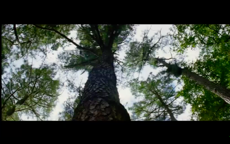 Terrence Malick, Le Nouveau Monde