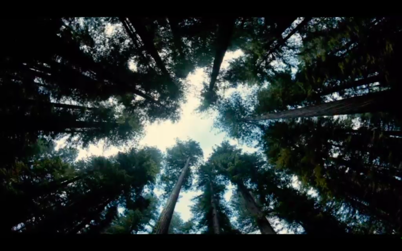Terrence Malick, Tree of Life