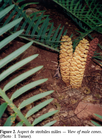 Image2