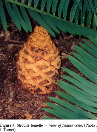 Image4