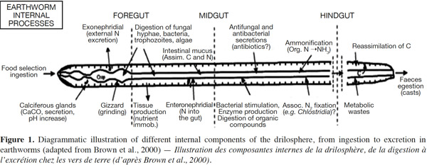 Lemtiri fig1