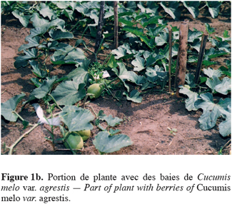 Image2