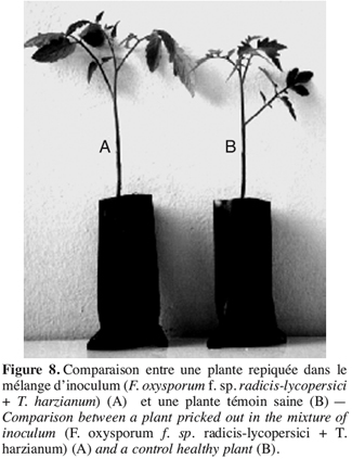 Image11