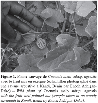 Image1