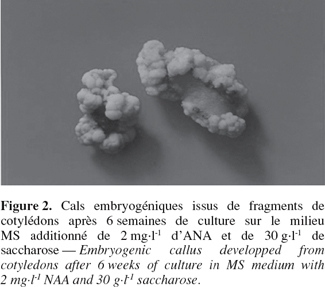 Image2