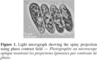 Image1
