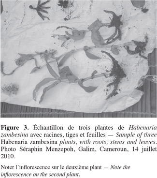 Image3