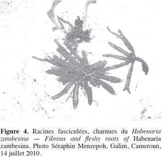 Image4