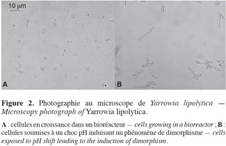 Image2