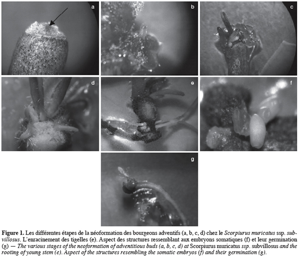 Image2